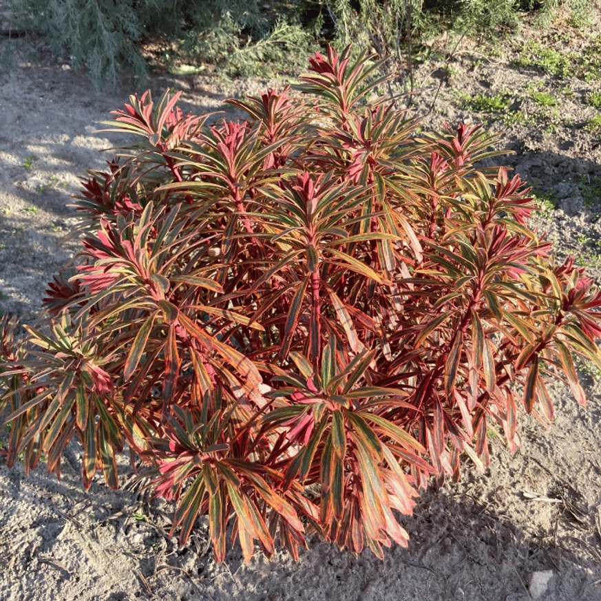 Euphorbia Ascot Rainbow araă minunat, cu frunzișul lui colorat