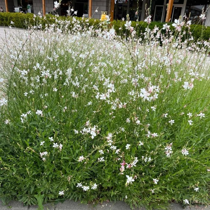 Aspectul plantei Gaura lindheimeri alb în mijlocul verii.