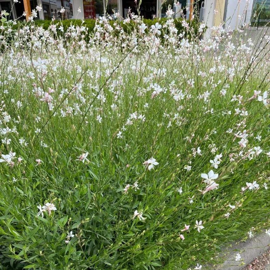 Gaura lindheimeri - Floarea albinei albă