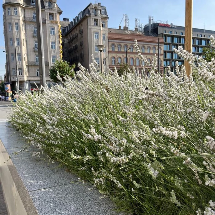 Lavandula x intermedia Edelweiss - Lavandă cu flori albe