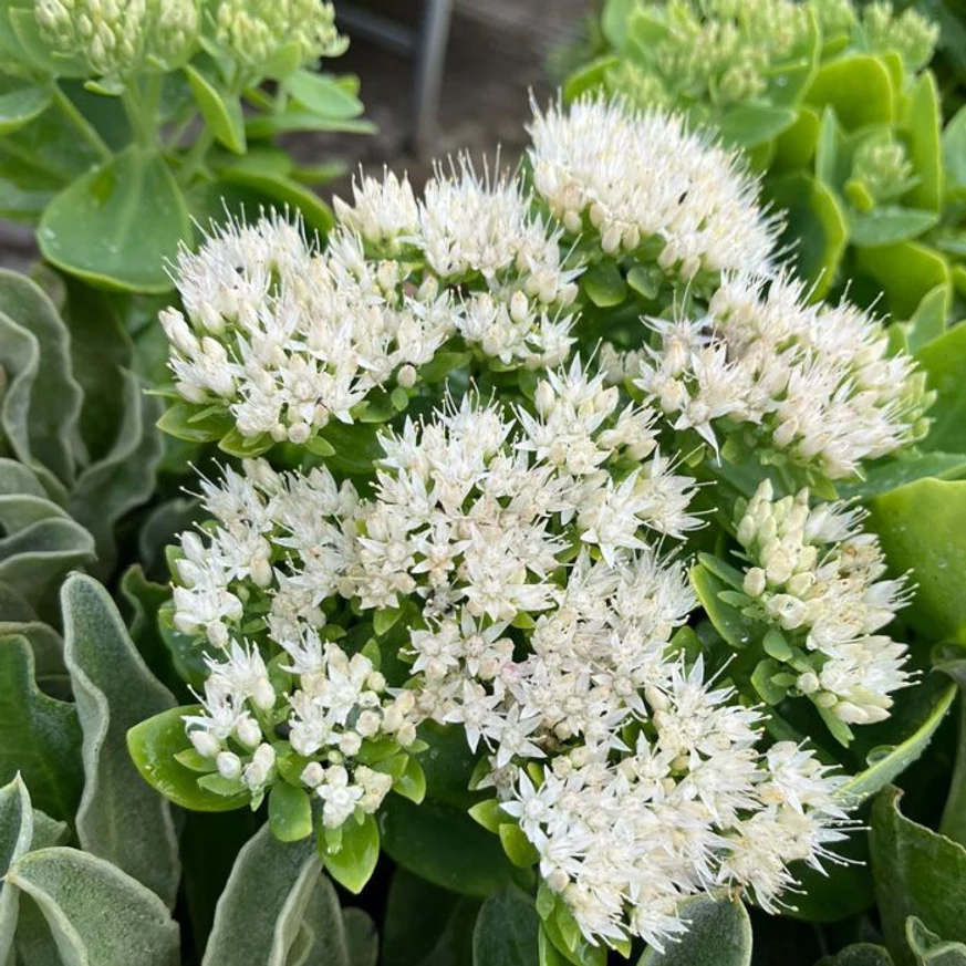 Aspectul plantei Sedum spectabile cu flori albe în luna octombrie, în pepiniera noastră.