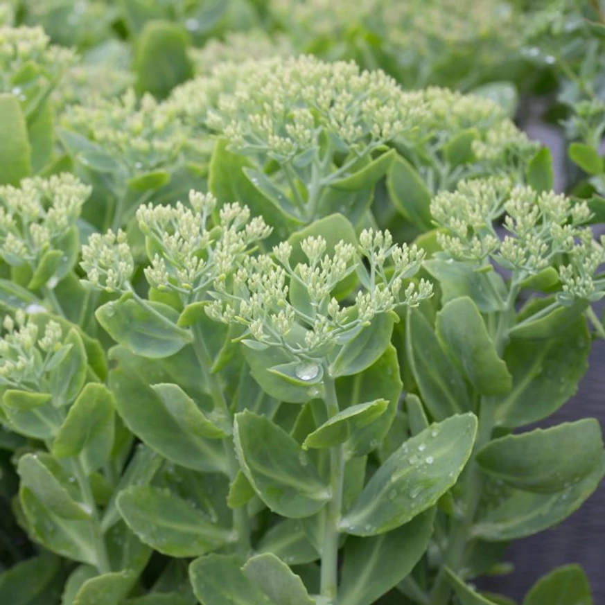 Sedum spectabile - Floare grasă cu flori albe