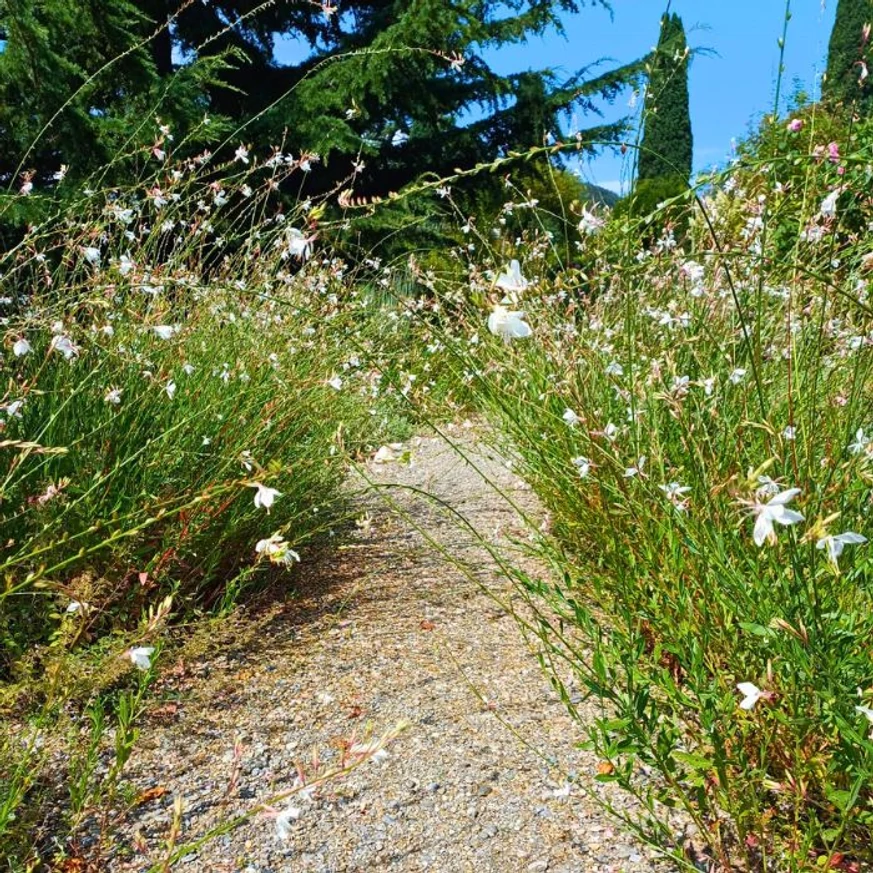 Gaura lindheimeri - Floarea albinei albă