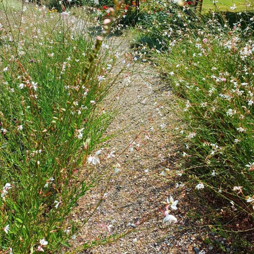 Gaura lindheimeri albă, plantată de-a lungul unei alei.