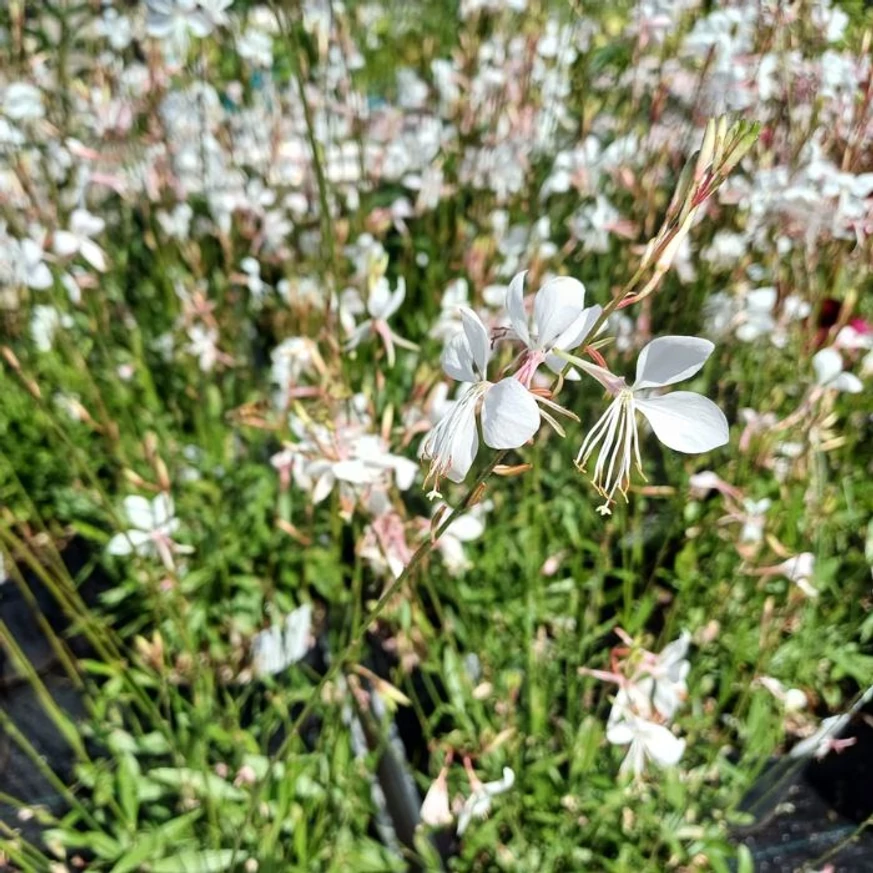 Gaura lindheimeri albă înflorește abundent toată vara. 