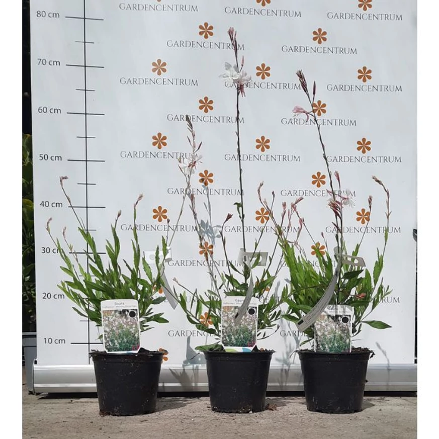 Gaura lindheimeri - Floarea albinei albă