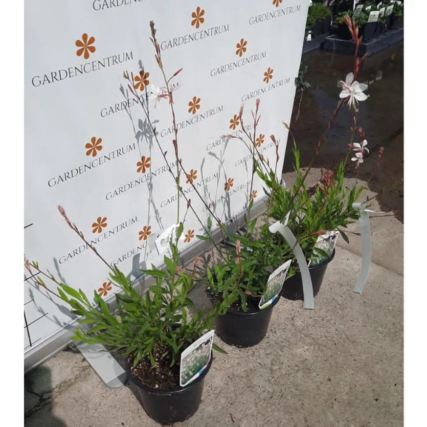 Gaura lindheimeri - Floarea albinei albă