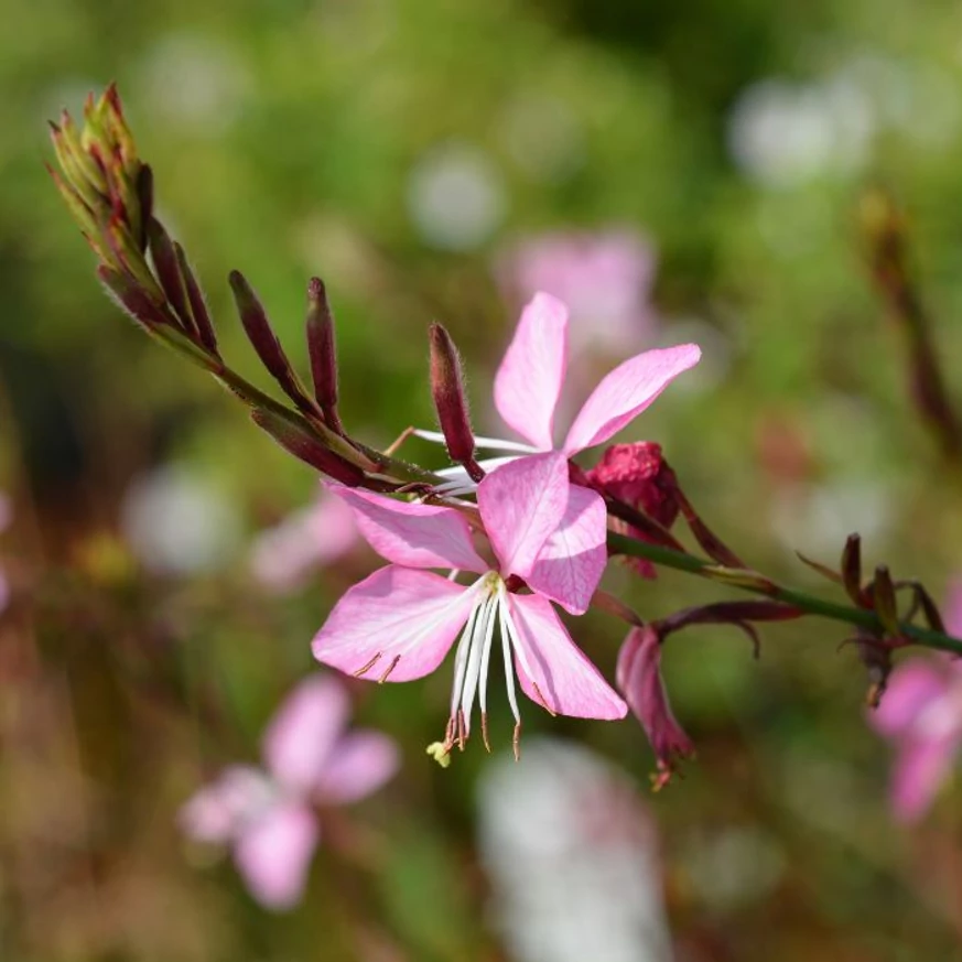 Floarea plantei perene Gaura Siskiyou Pink.