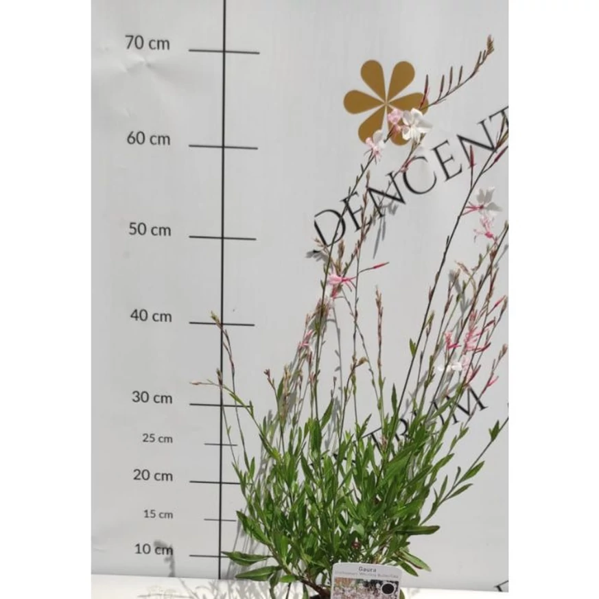 Gaura lindheimeri - Floarea albinei albă