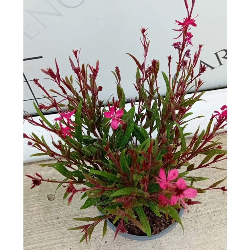 Gaura lindheimeri în timpul înfloririi în pepiniera naostră. 
