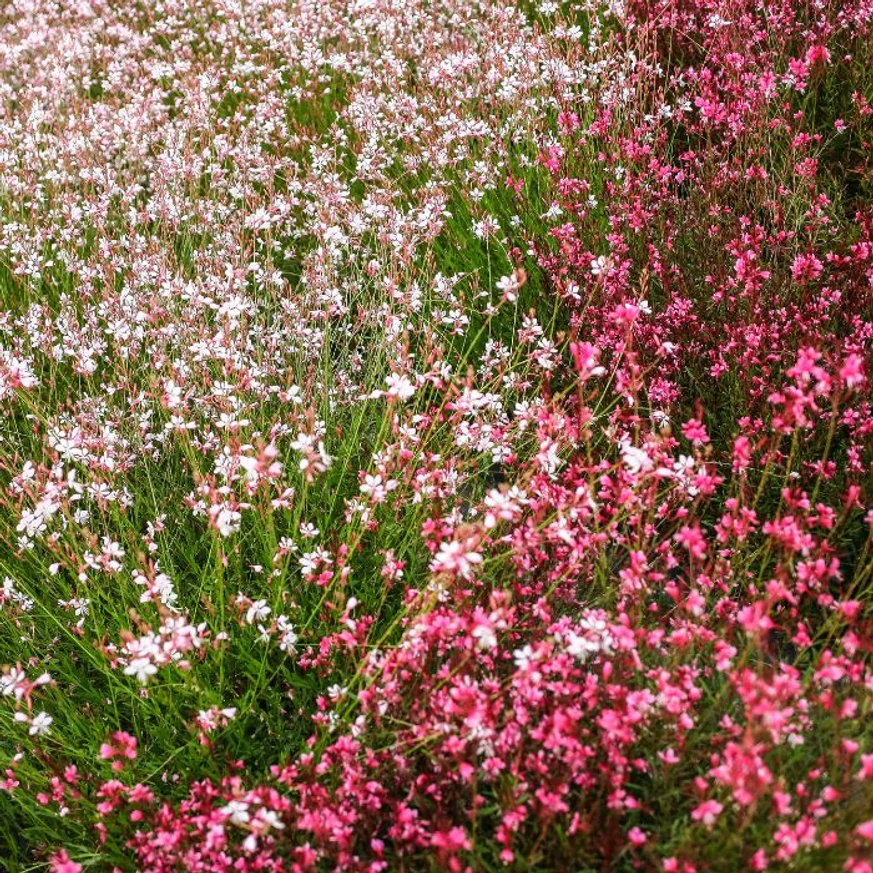 Floarea albinei cu flori albe și roz în timpul înfloririi. 