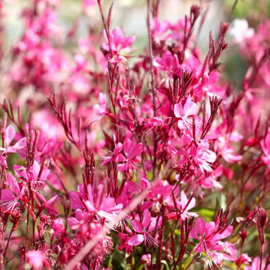 Gaura lindheimeri cu flori roz înflorită. 