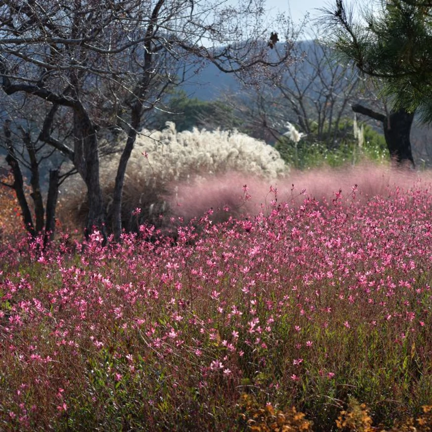 Mulțimea plantei perene Gaura lindheimeri în timpul înfloririi. 