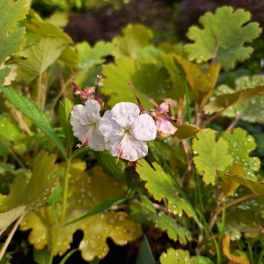 Florile albe și frunzișul plantei Geranium cantabrigense.
