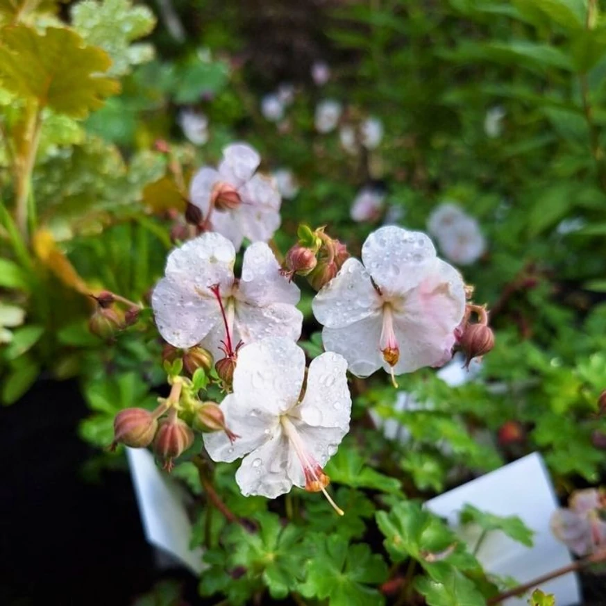 Florile plantei Geranium cantabrigense de aproape.