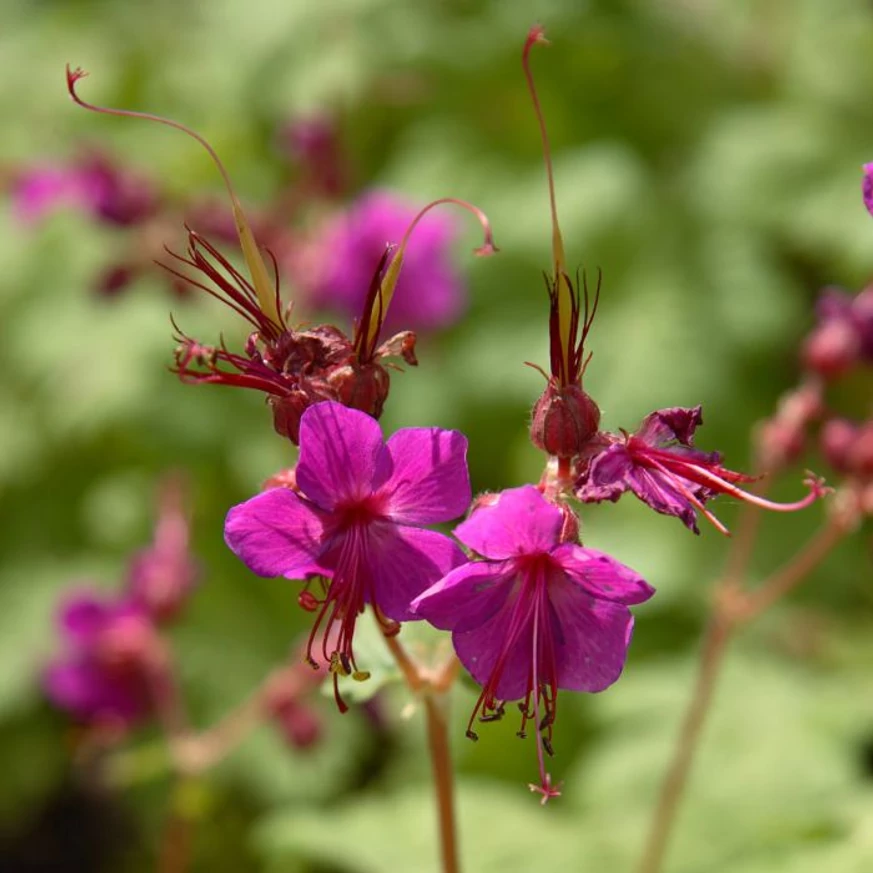 Geranium macrorrhizum CS9 - Ciocul berzei