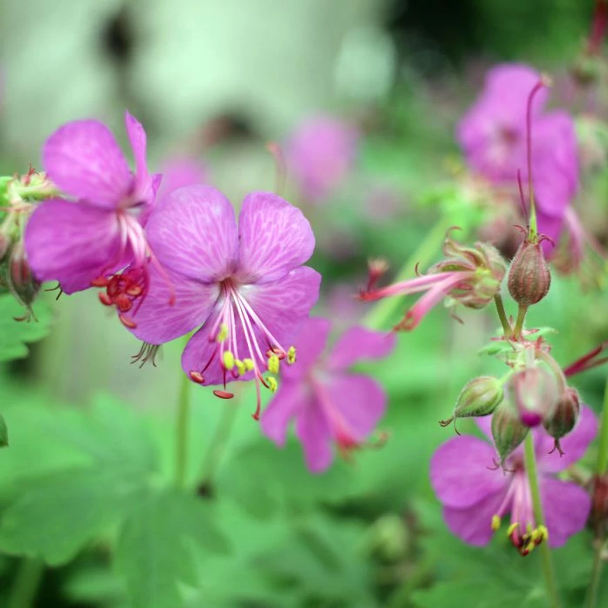 Geranium macrorrhizum CS9 - Ciocul berzei