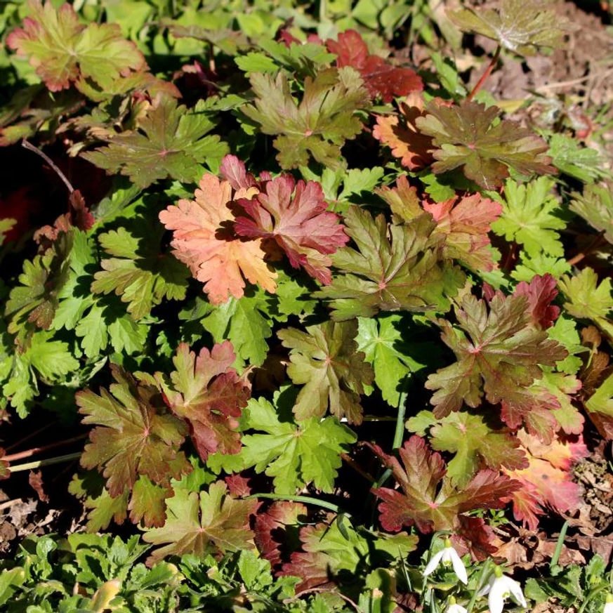 Geranium macrorrhizum CS9 - Ciocul berzei