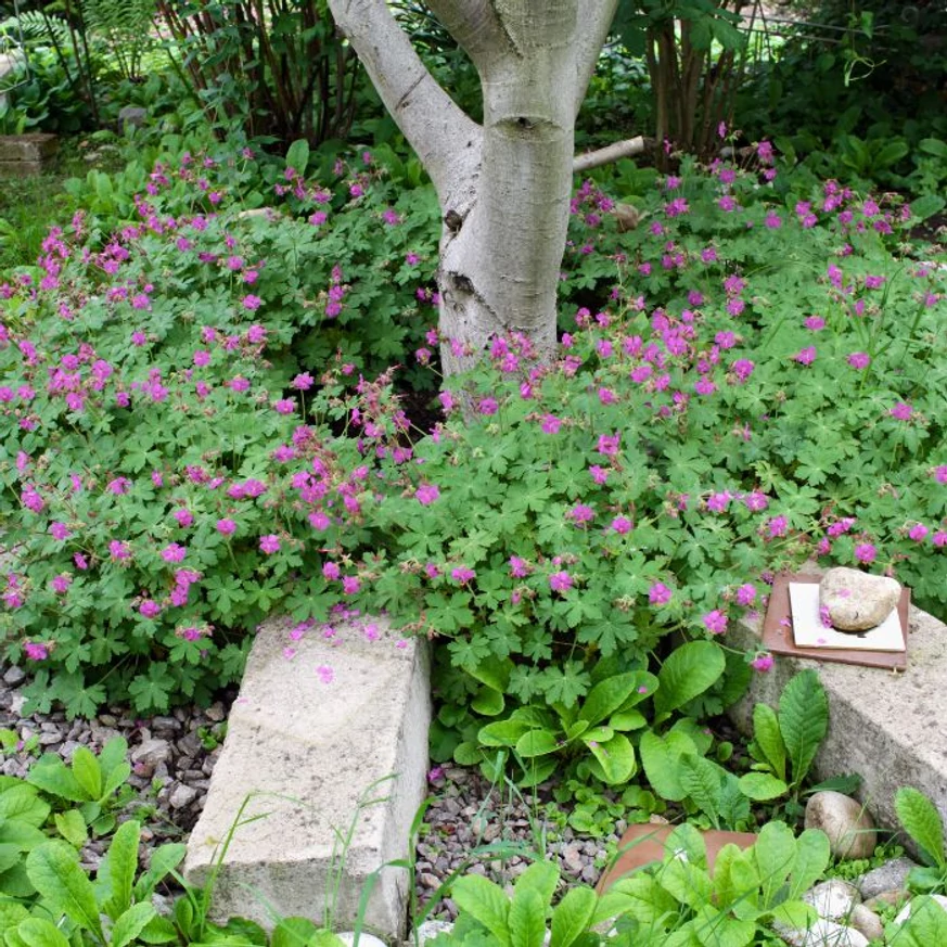 Geranium macrorrhizum CS9 - Ciocul berzei