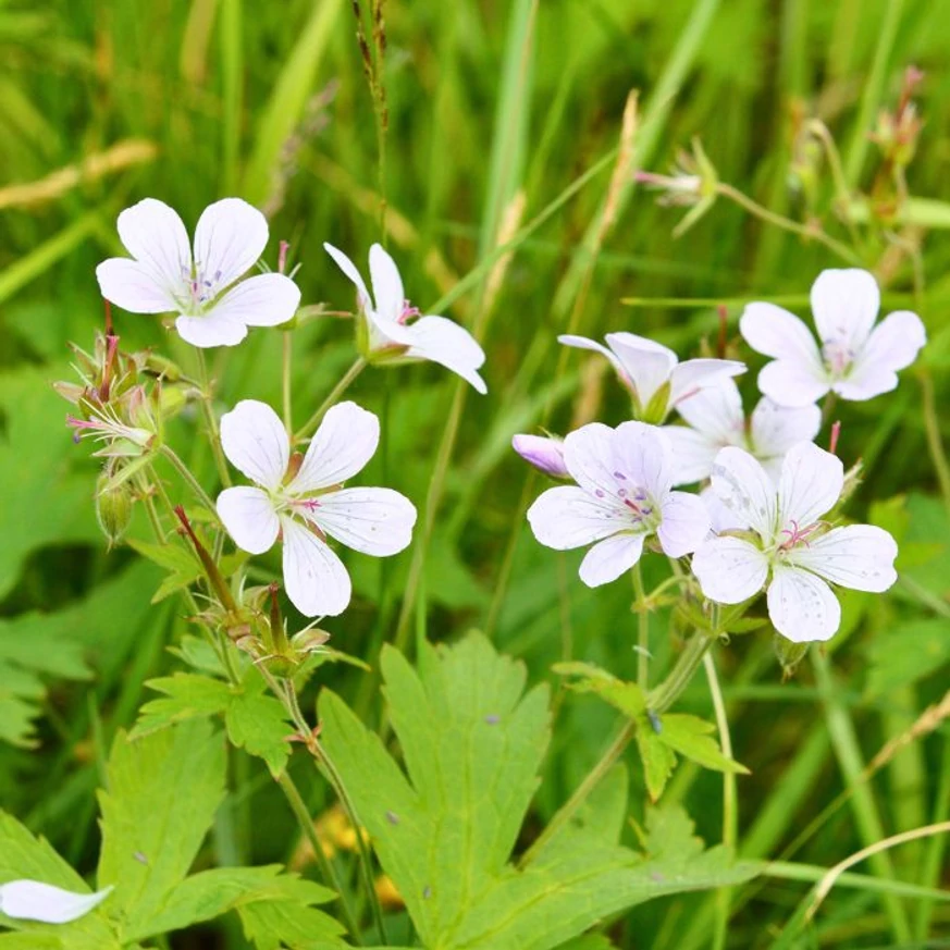 Florile albe și frunzele verzi ale plantei perene Geranium maculatum Album.