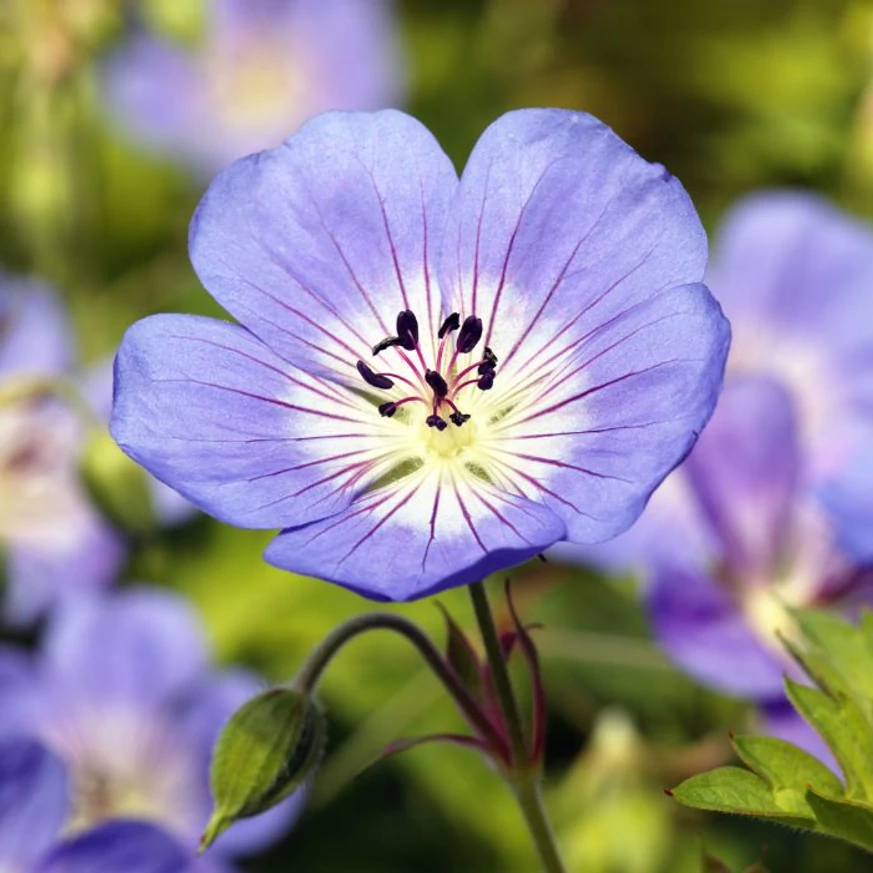 Geranium Rozanne - Ciocul berzei