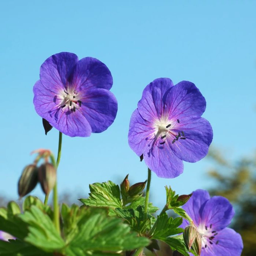 Florile plantei perene Geranium Rozanne. 