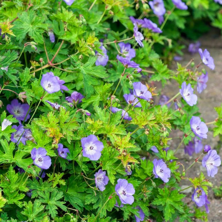 Geranium Rozanne - Ciocul berzei