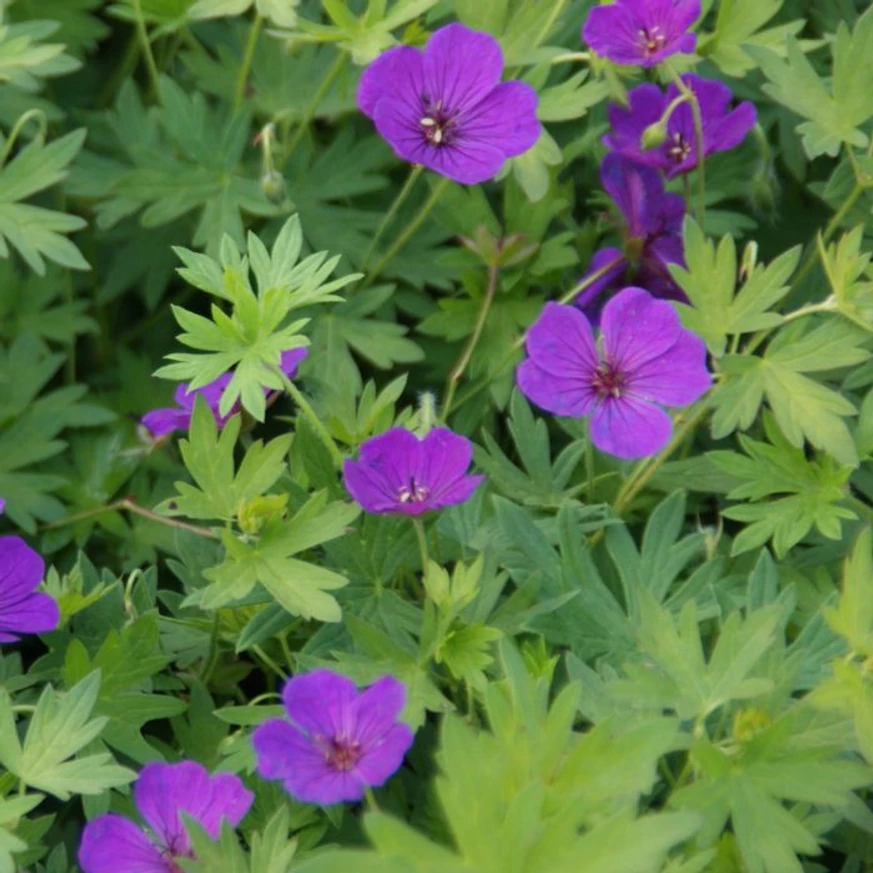 Ciocul berzei cu flori mov decorează frumos cu florile violete dar cu frunzele sale deosebite. 