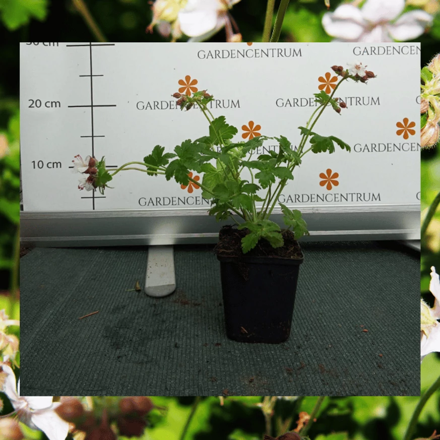 Geranium cantabrigense Biokovo în pepiniera noastră la începutul lunii mai