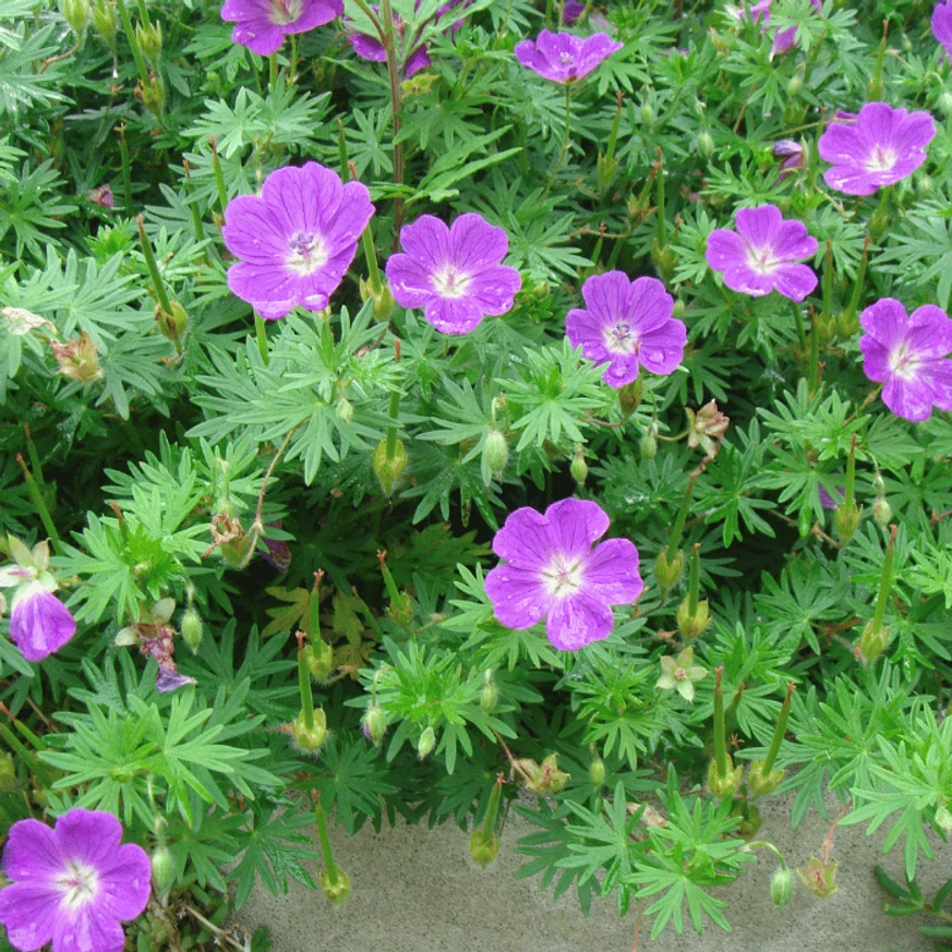 Geranium sanguineum în timpul înfloririi. 