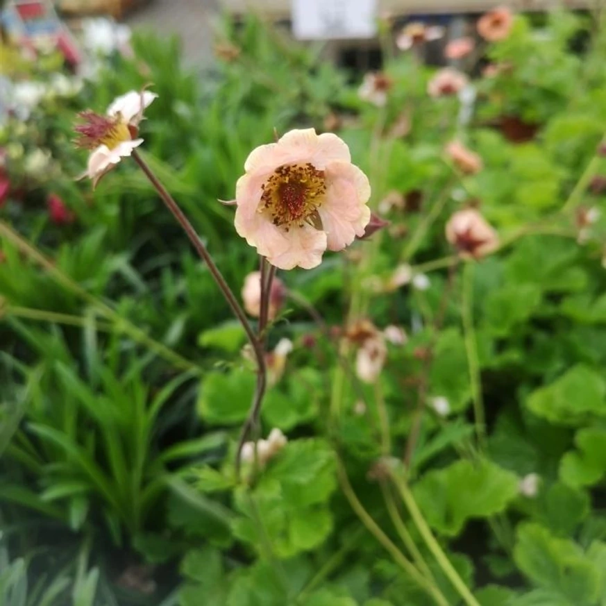 Flori gingașe de Geum Mai Tai.