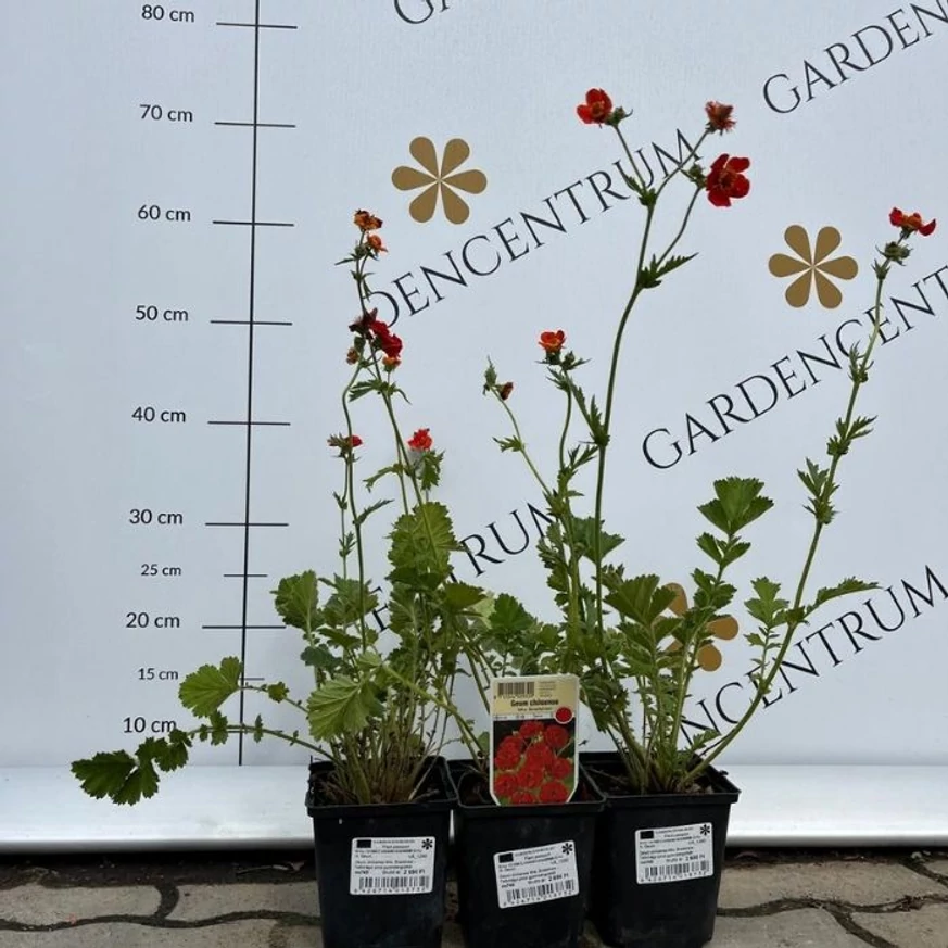 Geum cu flori roșii în pepiniera noastră. 