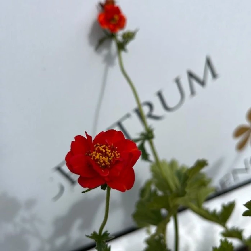Geum, în timpul înfloririi în pepiniera naostră. 