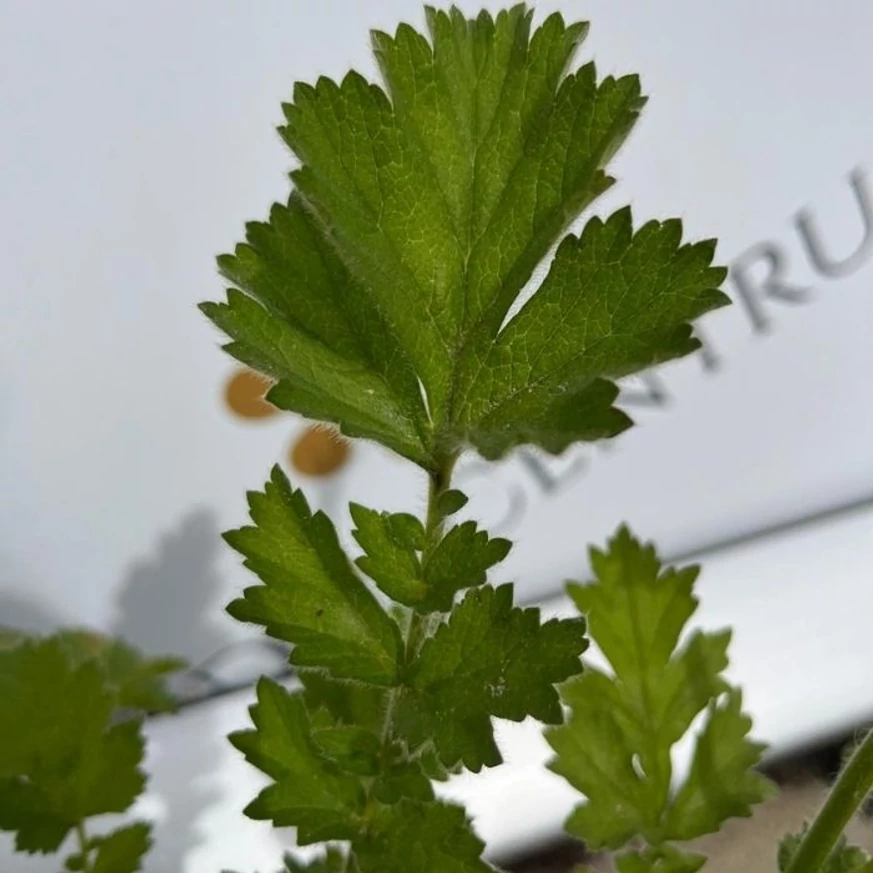 Frunzele plantei perene Geum. 