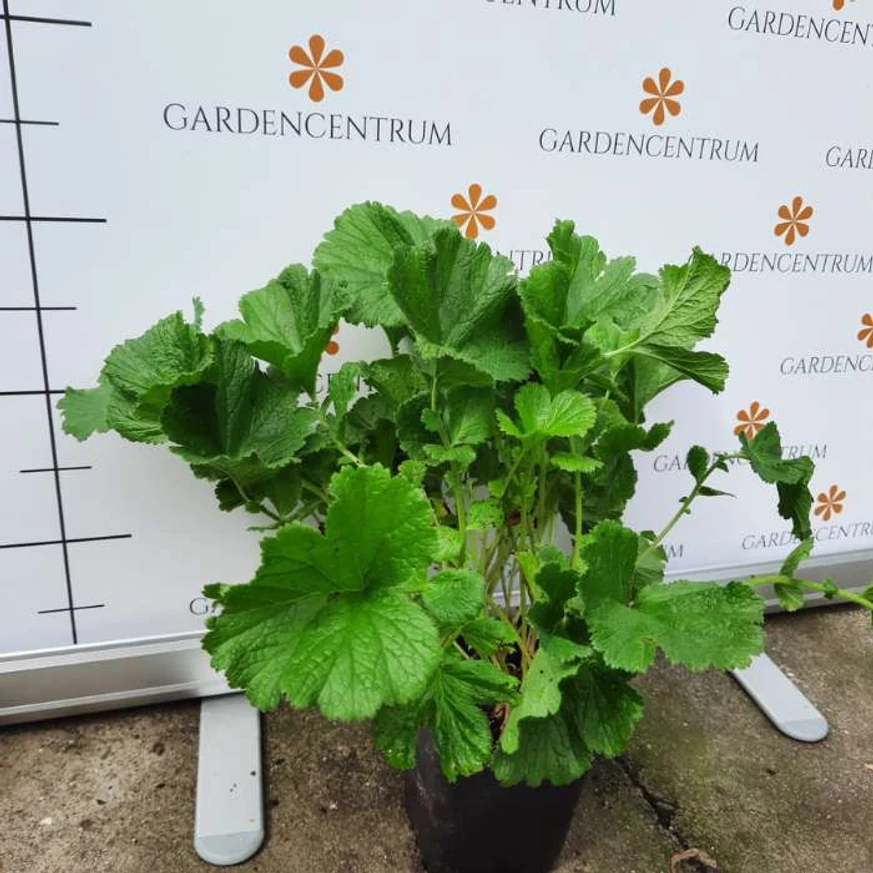 Geum Mai Tai în luna august. 