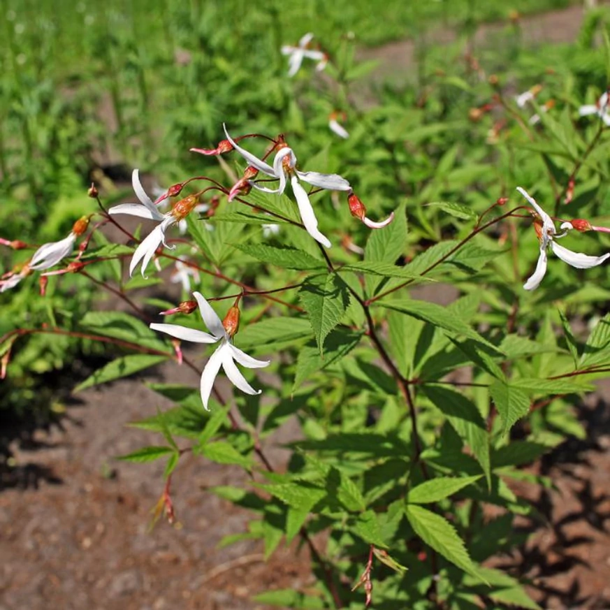 Florile și frunzele plantei perene Gillenia trifoliata. 