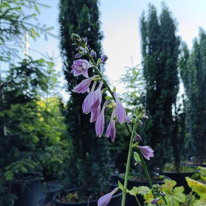 Hosta Golden Tiara - Crin de toamnă