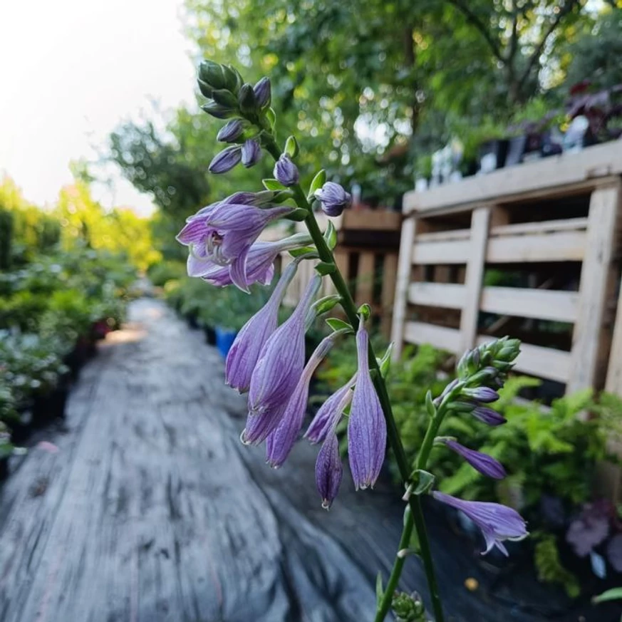 Hosta Golden Tiara - Crin de toamnă