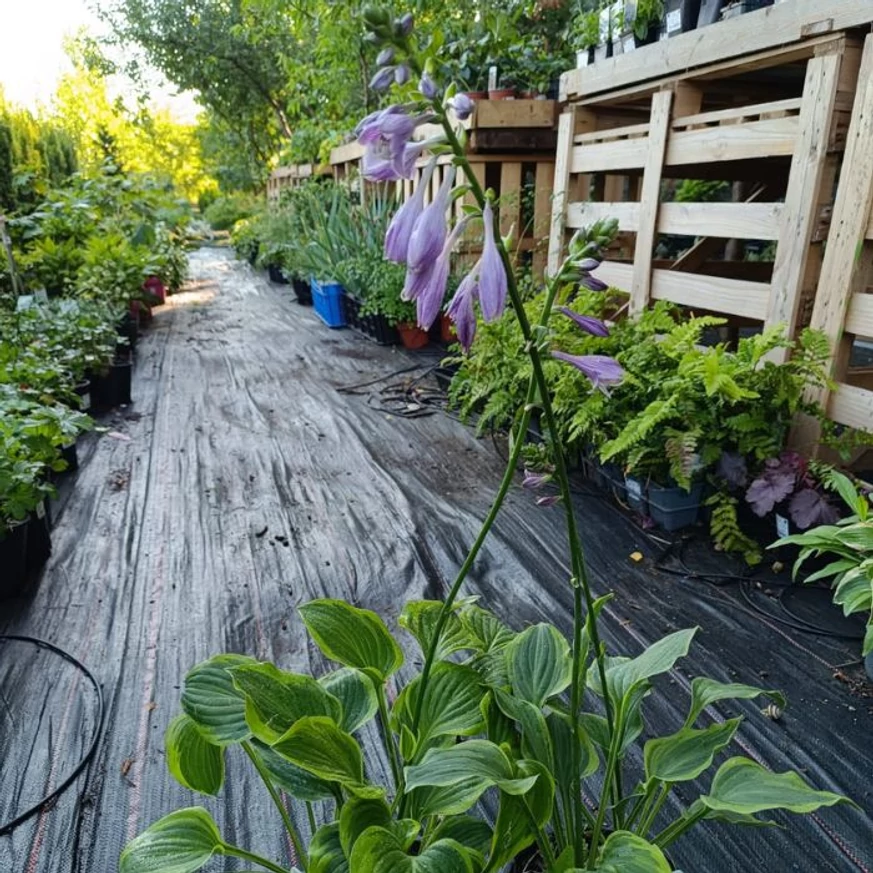 Hosta Golden Tiara - Crin de toamnă