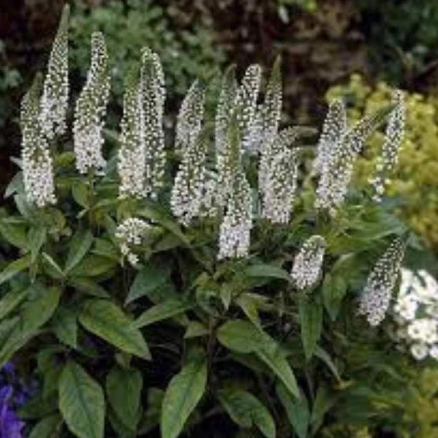 Lysimachia clethroides în timpul înfloririi. 