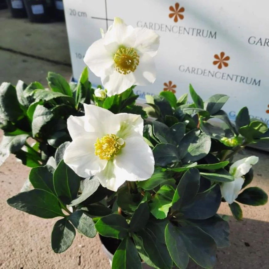 Helleborus niger - Trandafirul Crăciunului