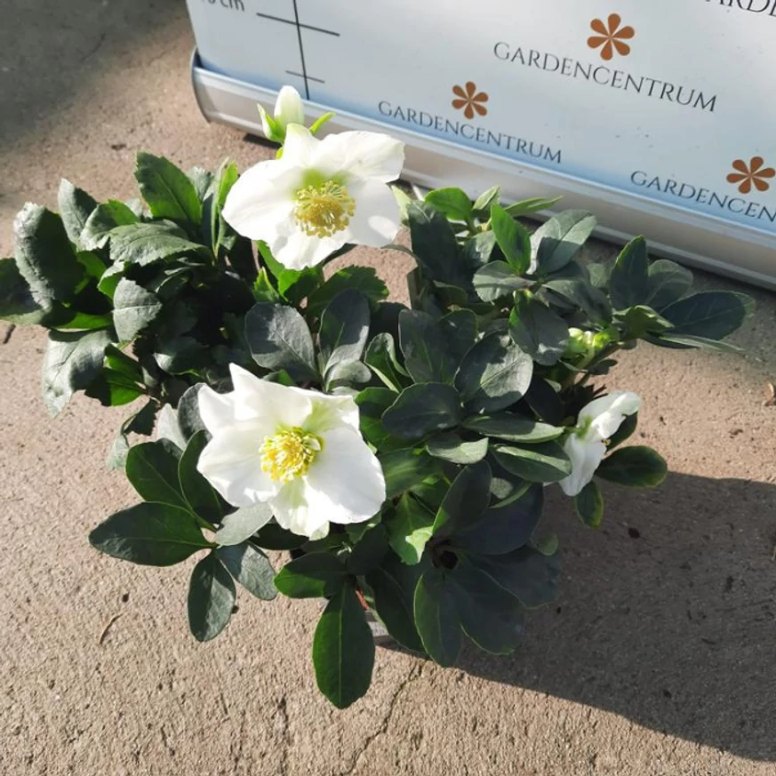 Helleborus niger - Trandafirul Crăciunului