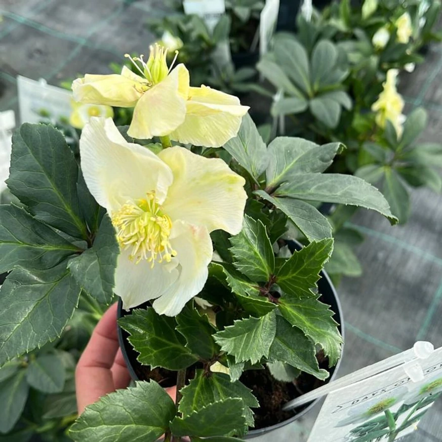 Helleborus niger - Trandafirul Crăciunului
