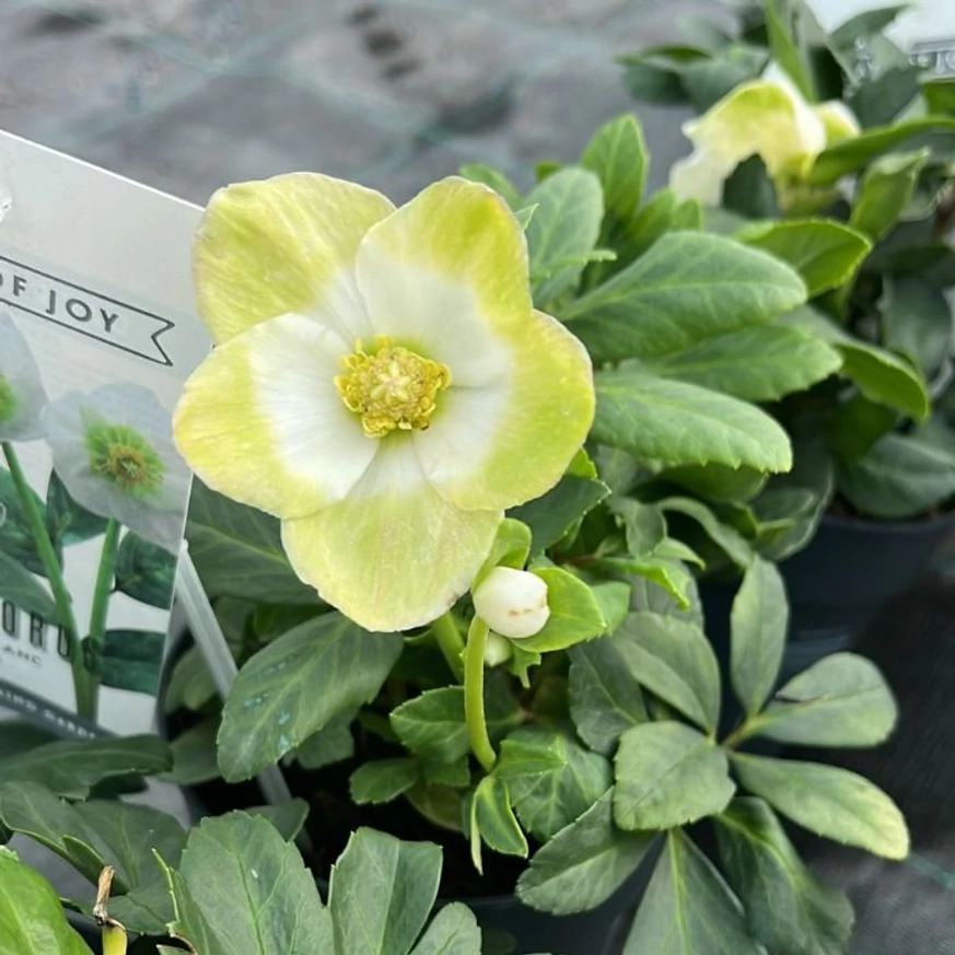 Helleborus niger - Trandafirul Crăciunului