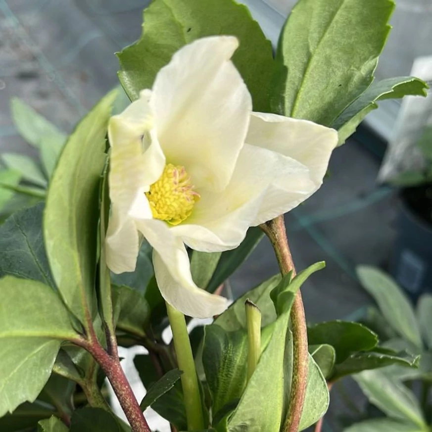 Helleborus niger - Trandafirul Crăciunului