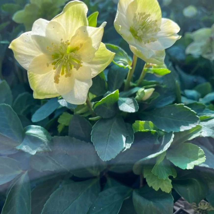 Helleborus niger - Trandafirul Crăciunului