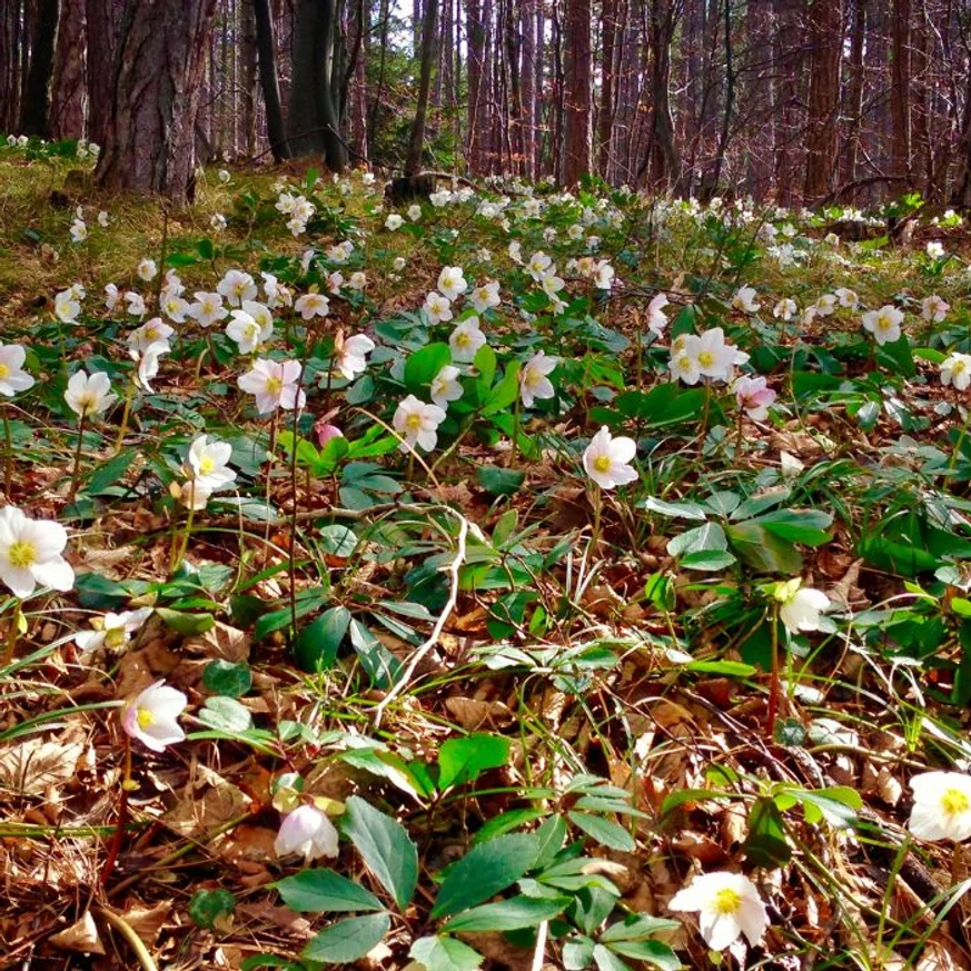 Helleborus niger - Trandafirul Crăciunului