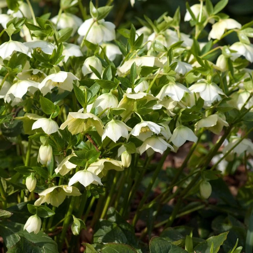 Helleborus niger - Trandafirul Crăciunului