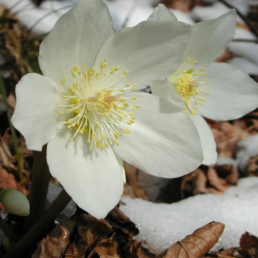 Helleborus niger - Trandafirul Crăciunului