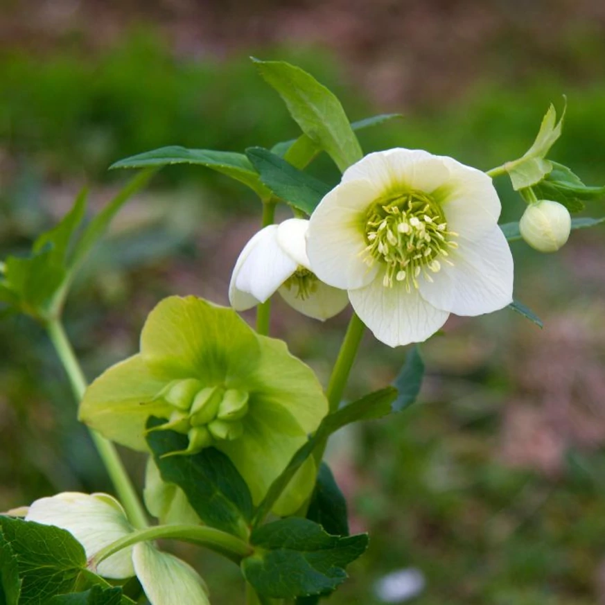 Helleborus niger - Trandafirul Crăciunului